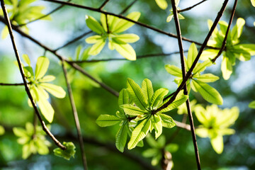 Fototapeta na wymiar Bengal almond or terminalia catappa leaves on nature background.