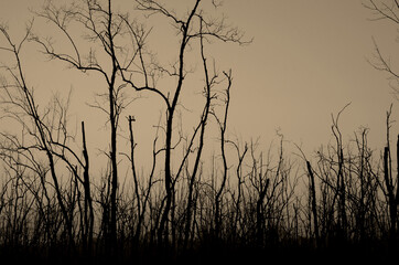 Dead tree abstract silhouette on nature background.