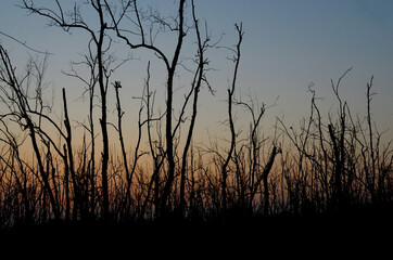 Fototapeta premium Dead tree abstract silhouette on nature background.
