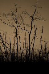 Obraz premium Dead tree abstract silhouette on nature background.