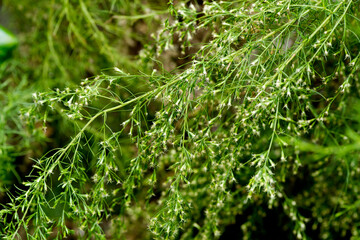 Mugwort  branch flowers on natural background.