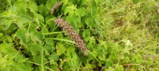 caterpillar on a grass