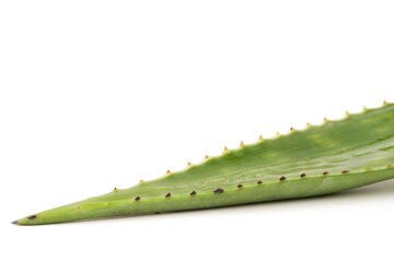 Aloe vera tree isolated on white background.