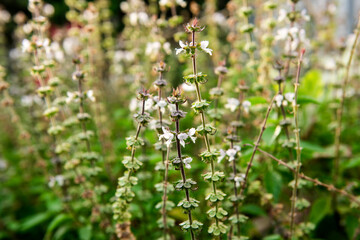 Lemon basil flowers on nature background.