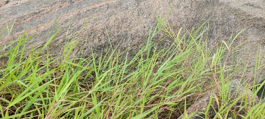 grass in the morning