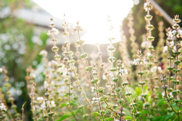 Lemon basil flowers on nature background.