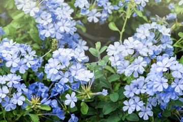 Plumbago auriculata flowers and trees on nature background.