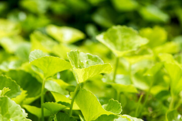 Gotu kola or centella asiatica leaves on nature background.