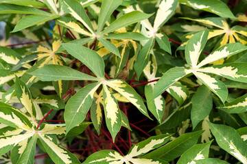 Erythrina suberosa leaves on nature background.