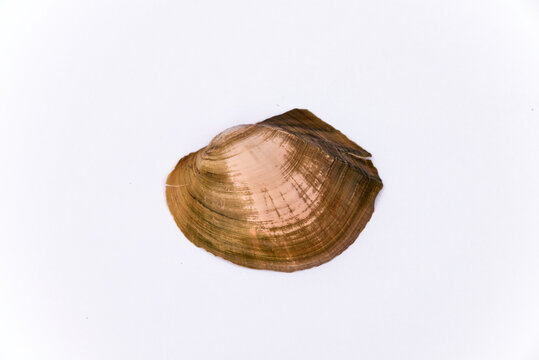 River shells isolated on white background, fresh water shells, big shells that live in rivers, Seashells on a white background, A place for copying and writing, river shells.