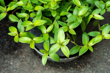 River spiderwort or tradescantea fluminensis leaves on nature background.