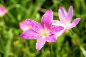 Zephyranthes or rain lily flowers on nature background.