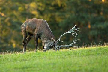 Red deer, cervus elaphus, marking territory with antlers on meadow in rutting season. Wild stag...