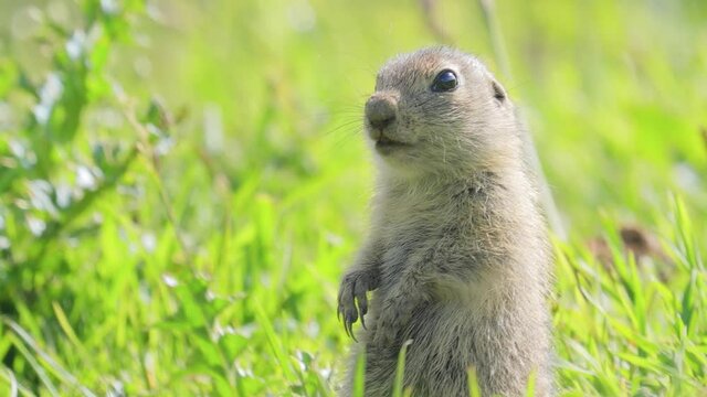 Zieselmaus Zieselmaus-Bilder: Stock-Fotos & -Videos. | Adobe Stock
