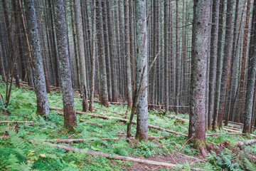 Naklejka premium Spruces in the coniferous forest, abandoned trail, wild Carpathians environment