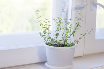 Growing of thyme on window sill
