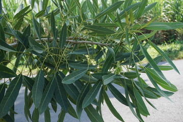 Tabebuia caraiba (Tabebuia aurea, Caribbean trumpet, silver trumpet tree, tree of gold) with a...