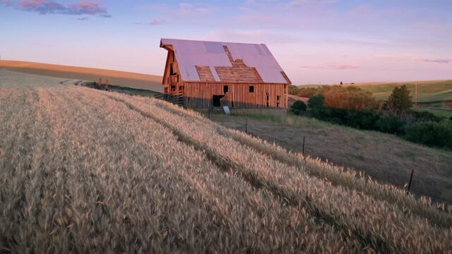 Aerial: Wheat fields and old barn at sunset, Pullman, Washington, USA