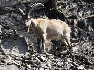 Large Male West Caucasian Tur, Capra Caucasica, stands on the rock