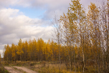 Fototapeta premium Landscape with a northern swamp in late autumn.