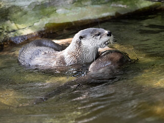 Obraz premium Two Canadian Otter, Lutra Canadensis, play in the water