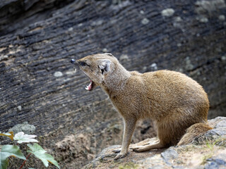 Yellow Mongoose, Cynnictis penicillata, sitting on a large boulder and watching the surroundings