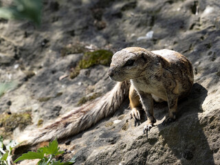 Fototapeta premium South African Ground Squirrel, Xerus Inauris, sitting on a large boulder, has a spread a bushy tail