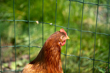 chicken on the farm