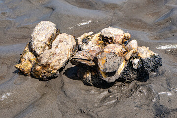 Kleine Austerngruppe auf dem Watt bei Ebbe am Strand von Cuxhaven Sahlenburg