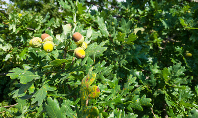Colorful Acorns