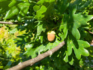 Colorful Acorn