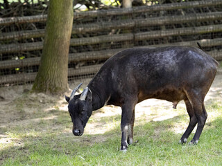 Male Lowland Yesa, Bubalus depressicornis, trying to feed on low grass