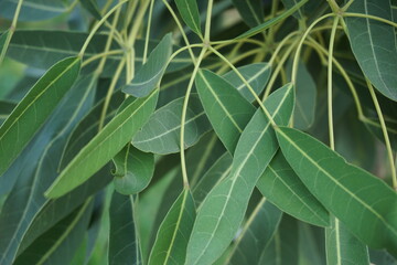 Tabebuia caraiba (Tabebuia aurea, Caribbean trumpet, silver trumpet tree, tree of gold) with a natural background
