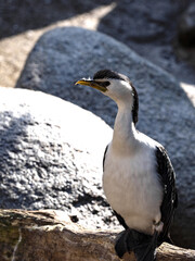 Little Pied Cormorant, Phalacrocorax Melanoleucus, is a small kind of cormor with black head and sharp ending of the beak.