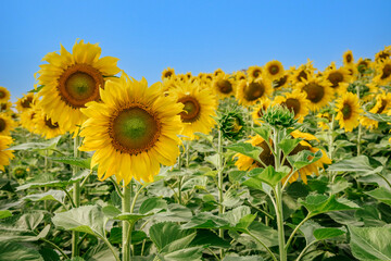 The bright yellow of sunflower with green leaf against a blue sky background