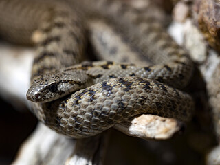 Uratian Rat Snake, Elaphe Urartica, there is a unobtrusive little-known snake