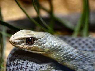 Montpellier Snake, Malpolon Monspessulanus, has rear poison teeth and little effective poison.