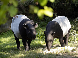 Asian Tapir, Tapirus Indicus, is definitely the most beautiful tapir - obrazy, fototapety, plakaty