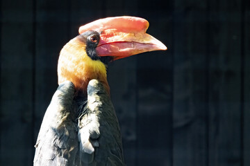 Rare Luzon Tarictic Hornbill, Penelopides Manilla Manillae, lives on the Philippine Island Luzon © vladislav333222