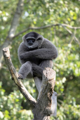 Silvery Gibbon, Hylobates Moloch, is Endemit Island Java, where he lives only at the last few locations