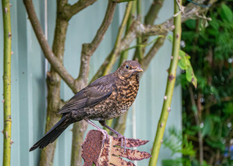 Singdrossel sitzt auf einer Metallstange vor grünem Hintergrund