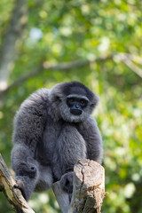 Silvery Gibbon, Hylobates Moloch, is Endemit Island Java, where he lives only at the last few locations