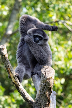 Silvery Gibbon, Hylobates Moloch, is Endemit Island Java, where he lives only at the last few locations