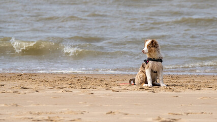 Dog puppy border collie on the beach