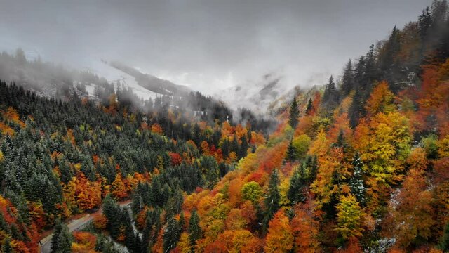 Flight over the forest in autumn, beautiful colors and epic mountain landscape aerial footage