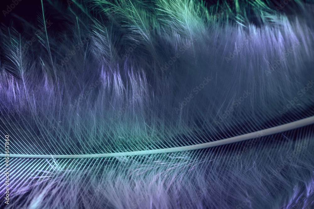 Aufkleber Close up Beautiful Bird feather background pattern texture for design. Macro photography view..