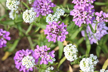 A photograph of delicate purple and white wild flowers in a natural garden