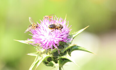 A photograph of honeybees on a beautiful purple brassica flower in a natural garden