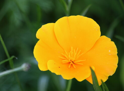 A photograph of a beautiful yellow California poppy wild flower in a natural garden