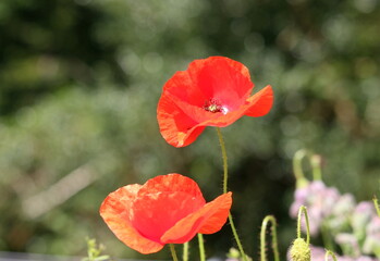 A photograph of a beautiful red poppy wild flower in a natural garden